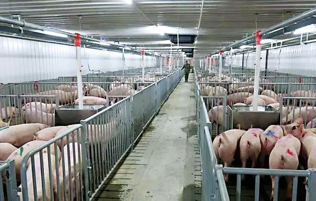 畜牧專用彩涂板如何選材——阿米納畜牧彩涂板