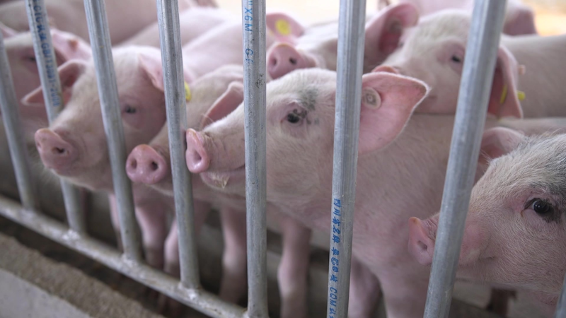 畜牧專用彩涂板